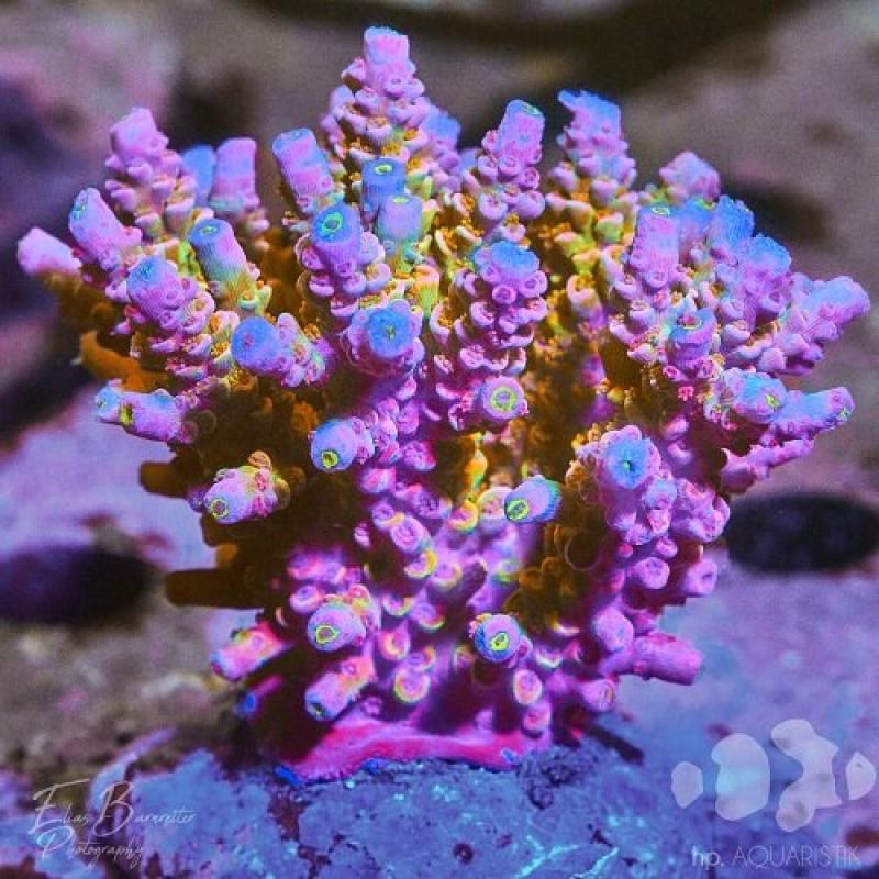 Acropora ultra L Stock